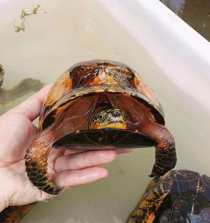 养龟养多少算多,养龟几年算老手