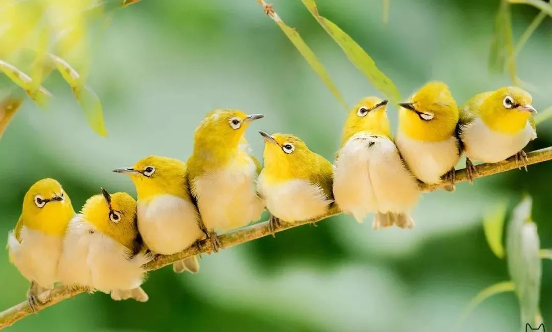 绣眼第一次换毛时间,绣眼从什么时候开始养