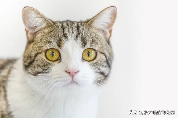 铲屎官一定要知道猫咪的求救信号,铲屎官最担心猫咪的几件事