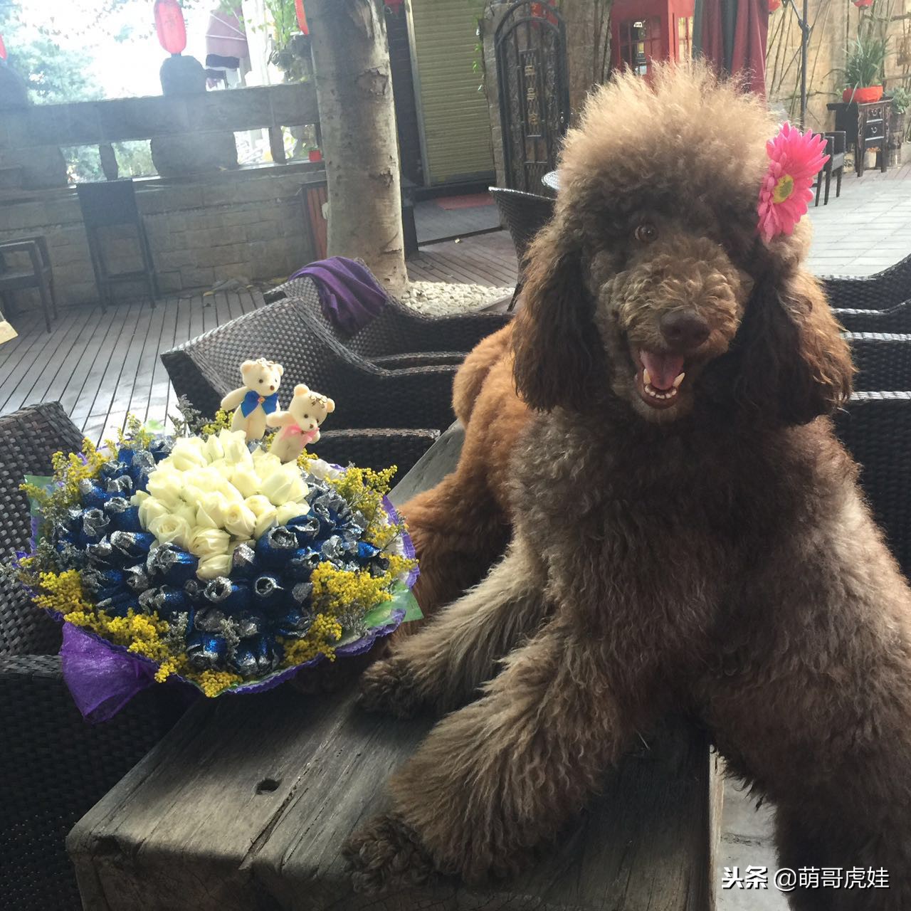 巨型贵宾如何剃毛,贵宾造型和泰迪造型