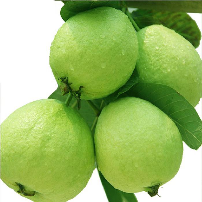 桃金娘科树番樱属代表植物,赤楠桃金娘科蒲桃属植物