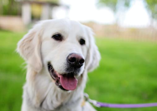 狗子来大姨妈怎么办,狗子姨妈期间如何护理