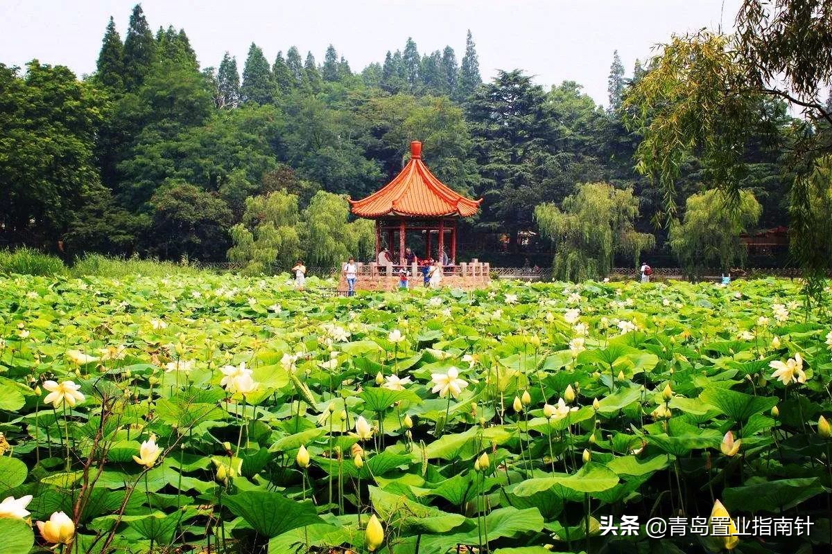 青岛为什么经济强,为什么青岛那么强