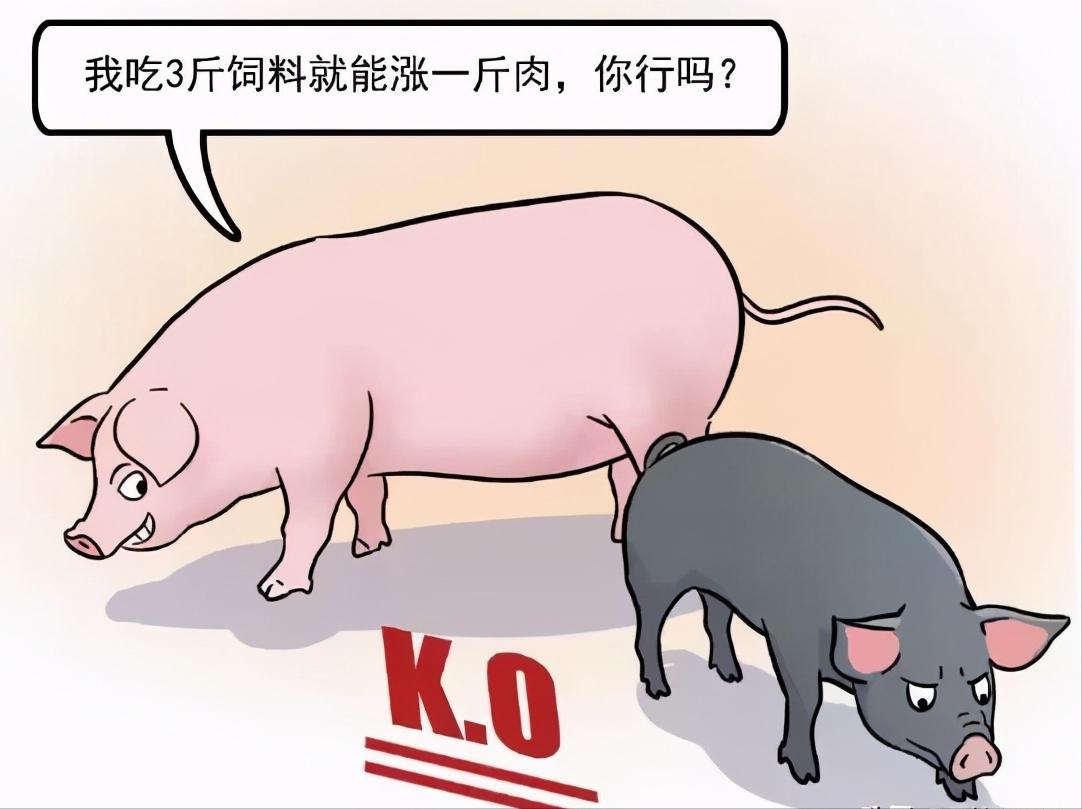 985头美国*猪种**落户四川，天价丹麦猪入境合肥，土猪或将灭绝？