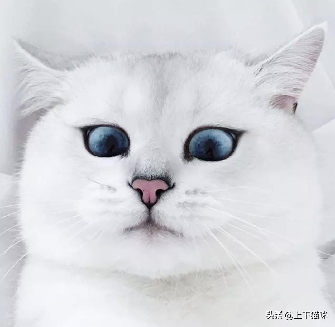 这是一篇有点痒的文章：我们一起来扒扒你家猫和跳蚤的故事