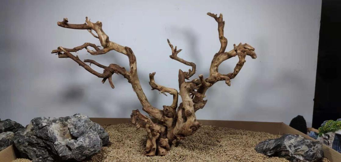 草缸的成本价,不花钱也能做的草缸教学