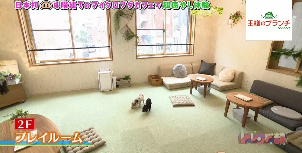 猫咪必去的咖啡馆 (猫咪咖啡厅有什么)