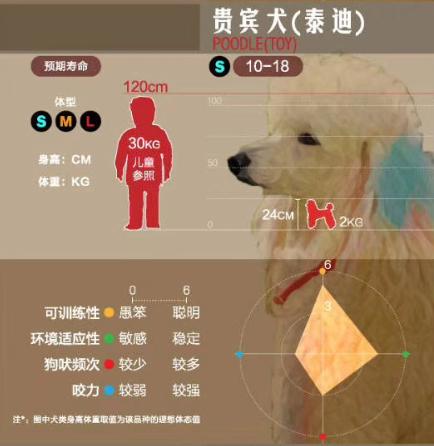 狗狗大讲堂,狗狗们上课去学校