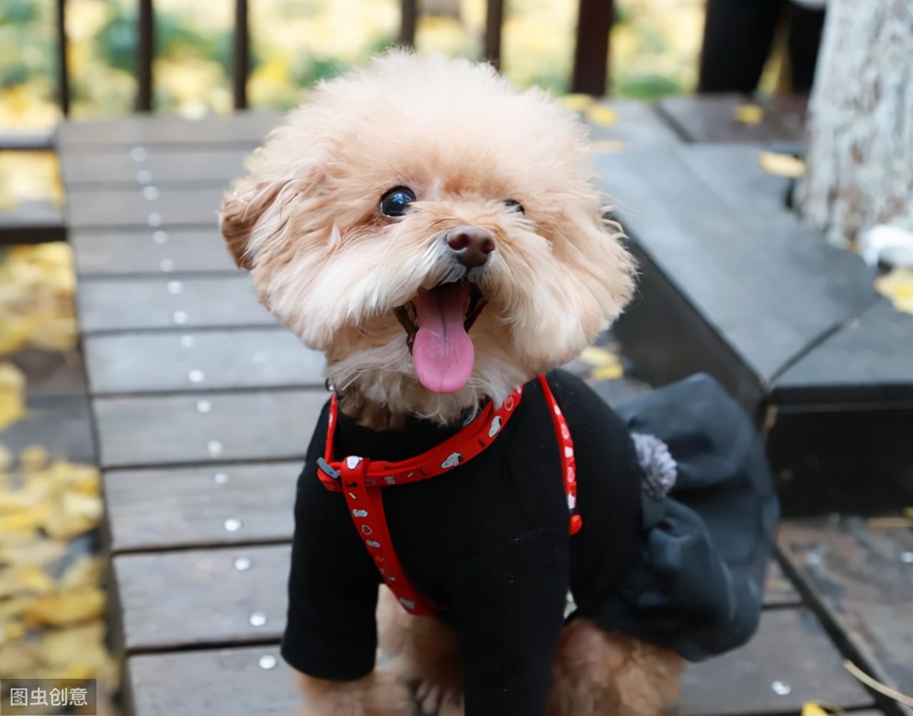 为什么狗狗见面都要相互闻鼻子,狗狗一见面就咬手