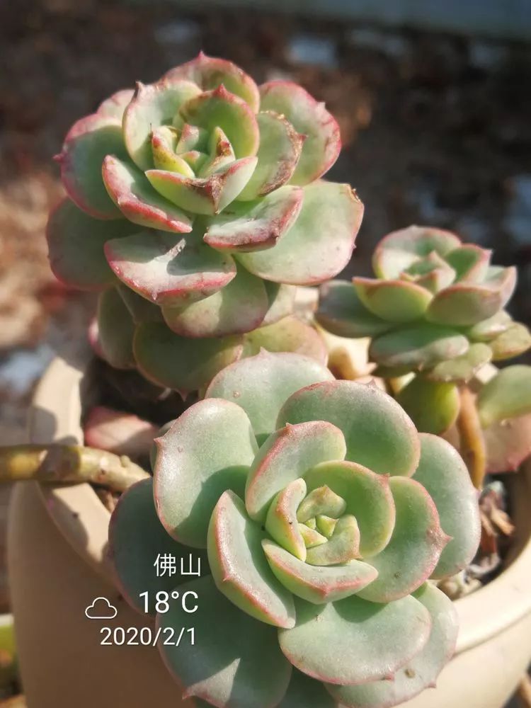 一杯清茶一道暖阳,一杯清茶温暖的时光