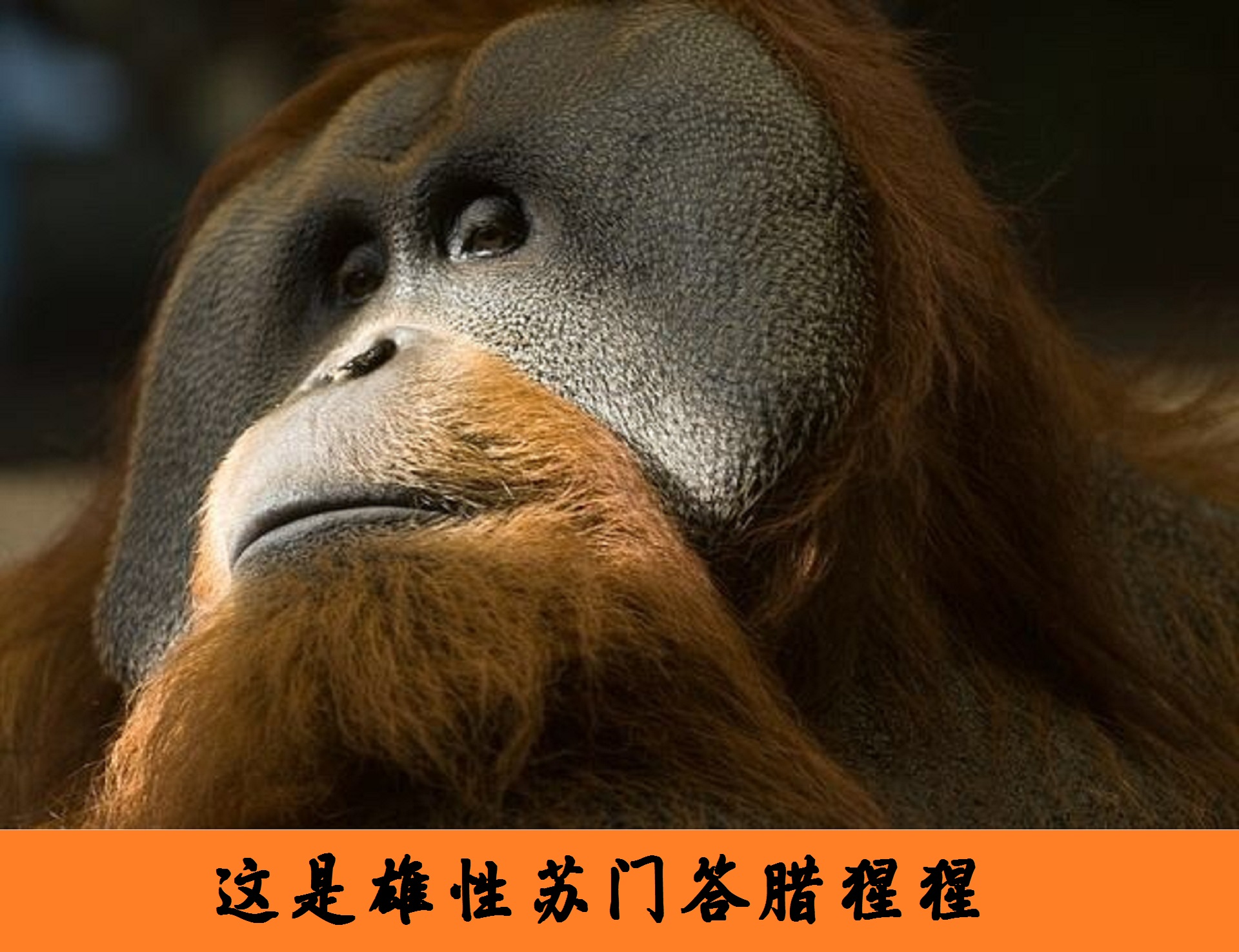 动物大猩猩深度解析,人科动物图谱