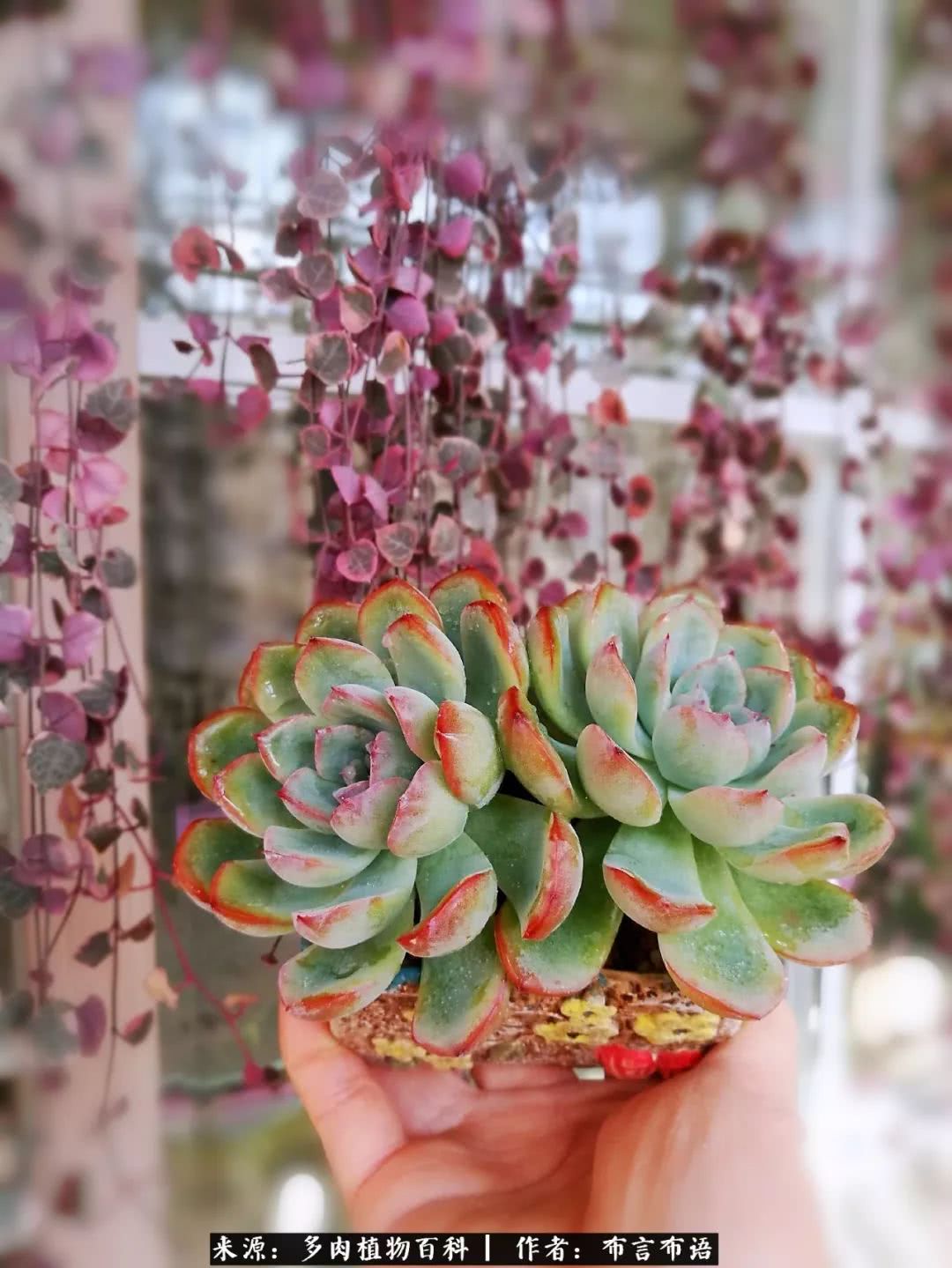 从多肉上感悟人生,多肉的真实生活感悟