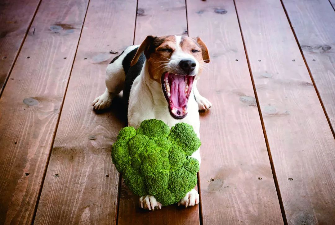 狗狗挑食怎么办教你四招轻松解决,狗狗挑食怎么办视频