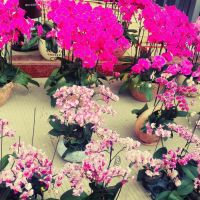 深圳花店有什么花,深圳龙华花店订花送花