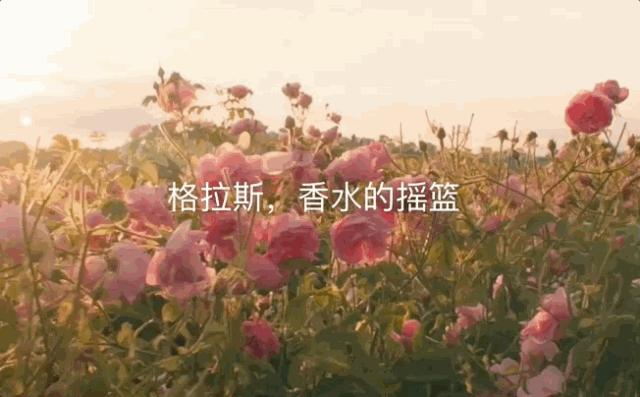 比较好用且价格实惠的香水,买到一支好用还不贵的香水