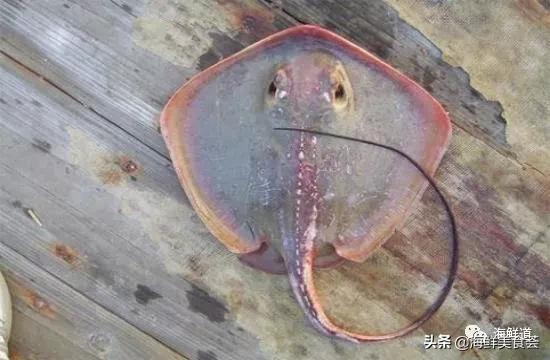 十种最美味海鲜,100种常见海鲜大全图