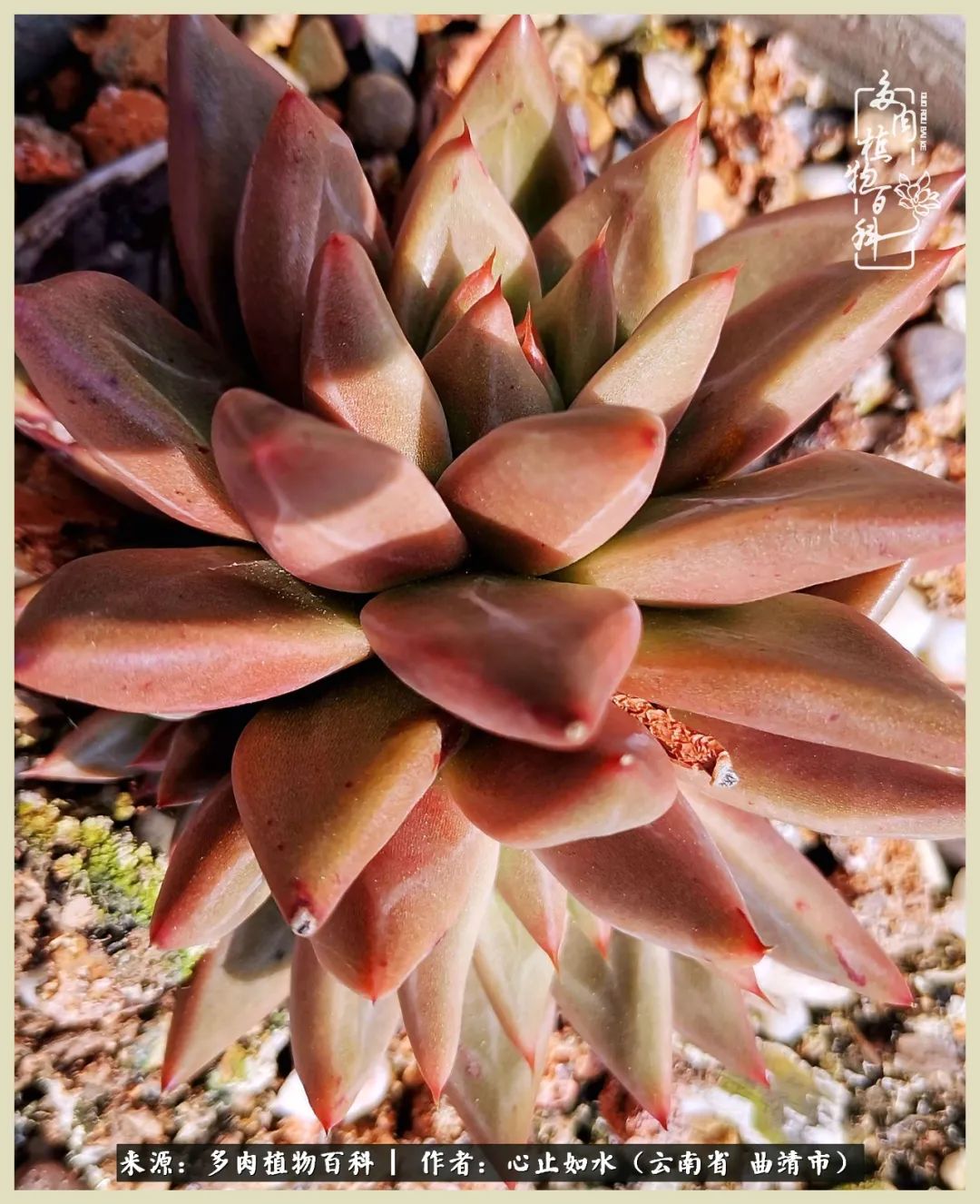 景德镇精品拇指多肉盆,轻奢多肉拇指盆3.5