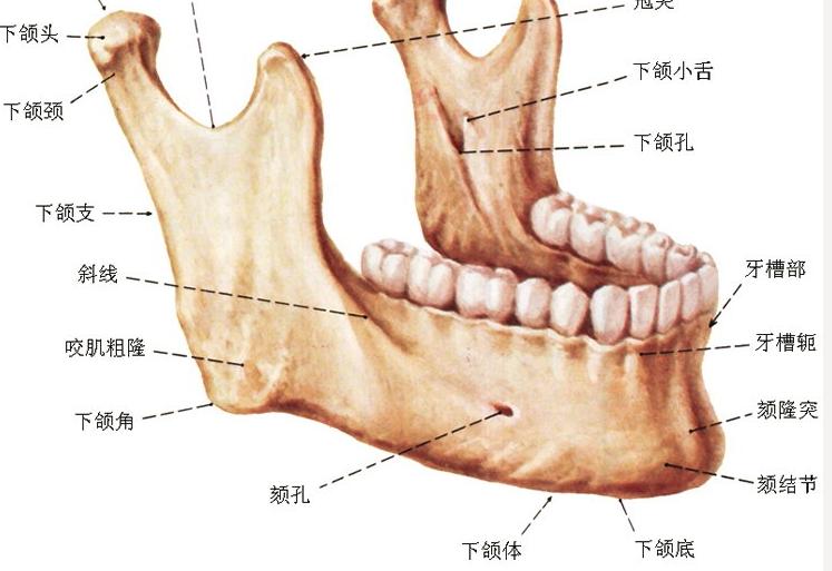 怎么样才能减肥最快一星期瘦10斤,跪求两个月瘦30斤的方法