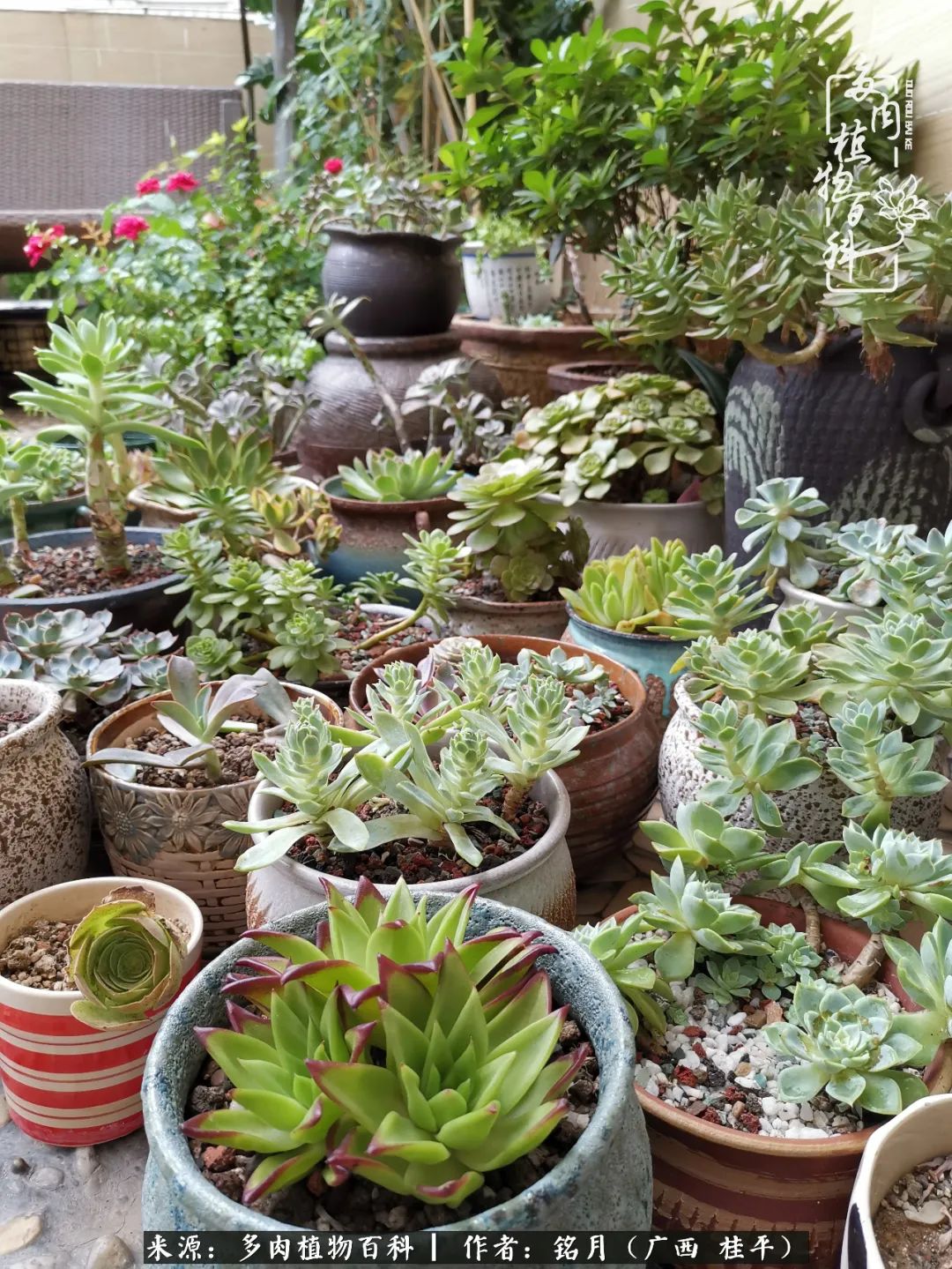 多肉怎么养出色彩,多肉很容易出现美丽的色彩