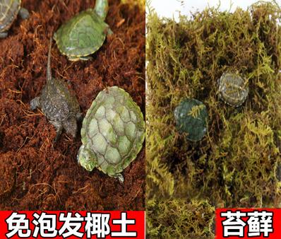 鱼池里的乌龟冬天怎么过冬,冬天乌龟如何过冬