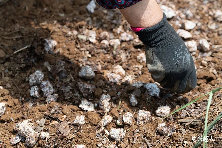 贵州的道地药材天麻,天麻属于哪里的道地药材