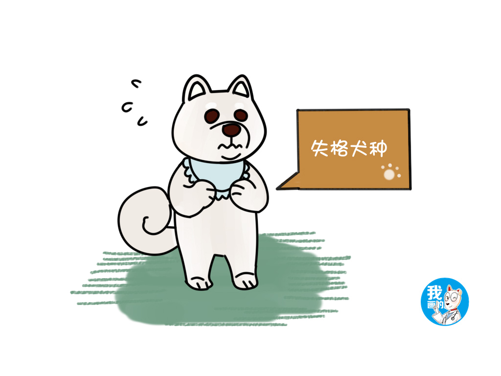 白色柴犬价格贵不贵,白色柴犬有哪些