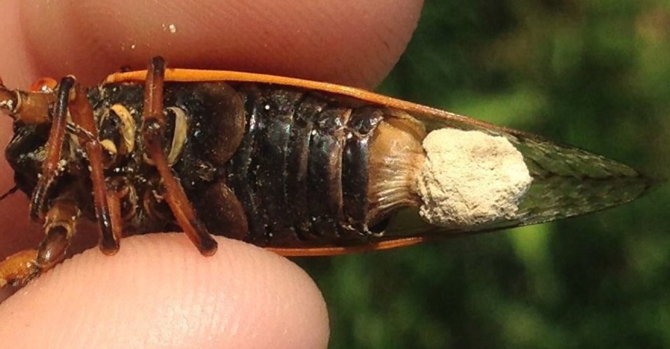 真菌为什么能控制昆虫大脑,真菌控制昆虫尸体