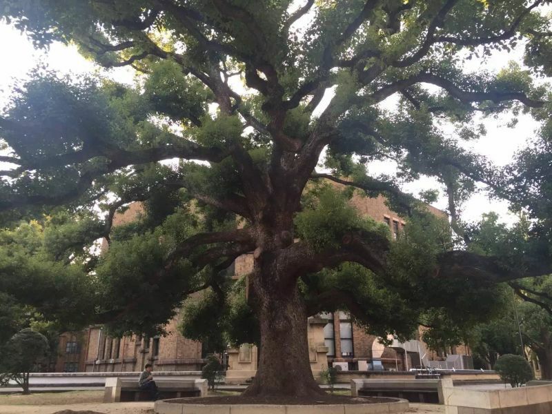 东京理工大学在日本的排名,东京外国语大学在日本是什么档次