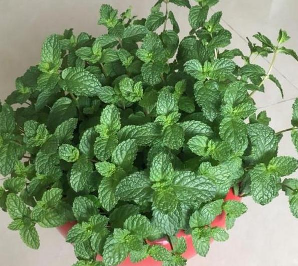 花土结块,怎么防止花土结块