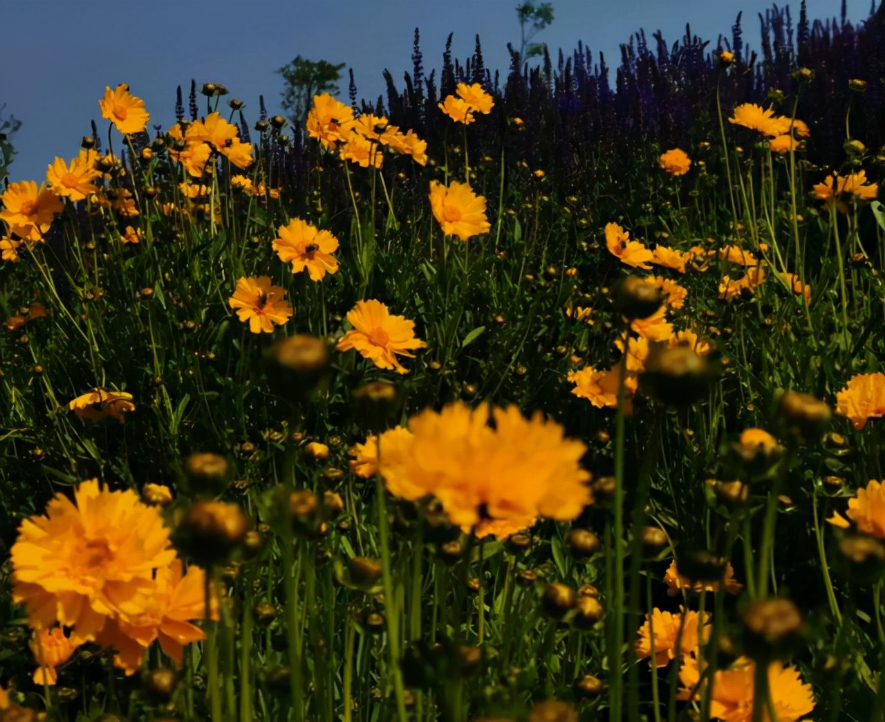 水瓶座和狮子座的爱情能长久吗,月亮星座水瓶座与月亮星座狮子座