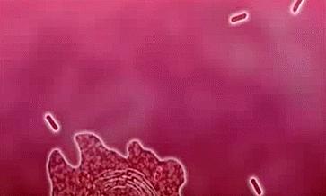 霉菌阴道炎是发霉了吗,穿发霉的裤子会得霉菌性阴道炎吗