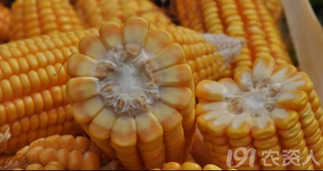 河南适合种植高产玉米,玉米高产高效种植技术