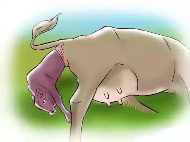 怎么辨别奶牛的奶真假,奶牛分娩前有哪些征兆