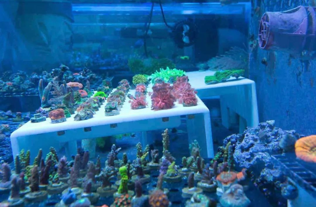 海缸怎么养低等藻最有效,海缸爆藻可以加海藻吗