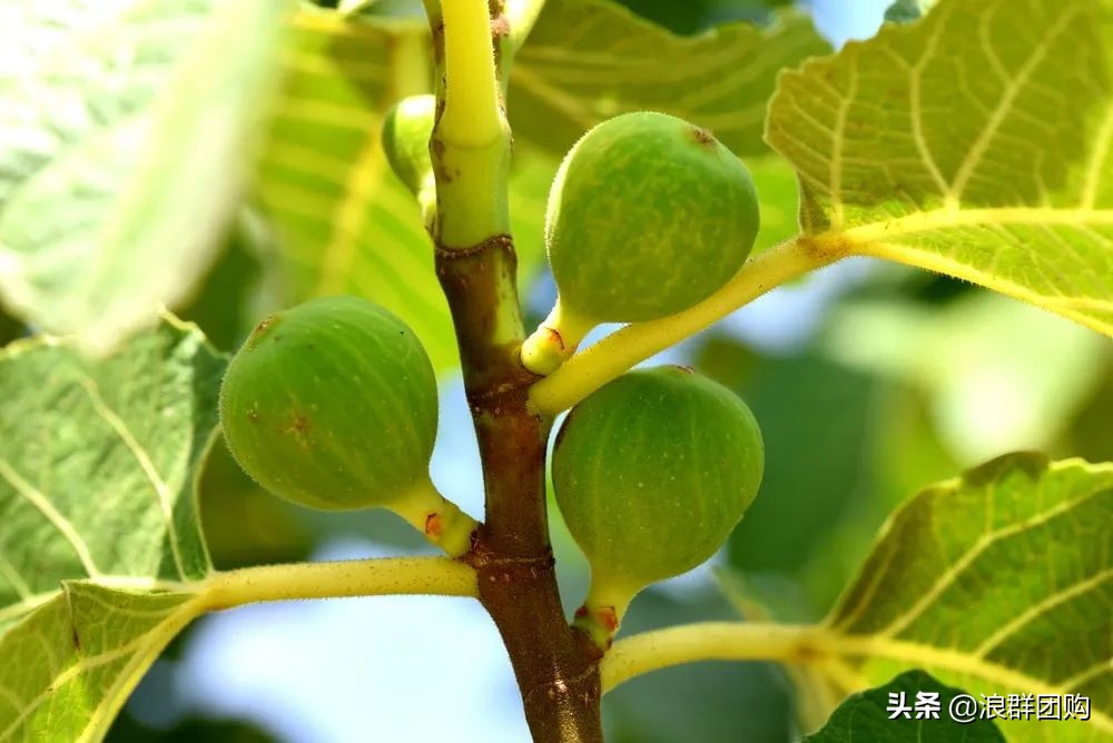 好吃无花果品种,丰产好吃的无花果推荐