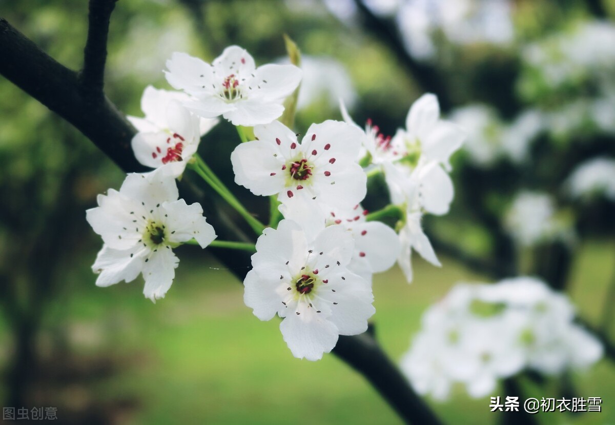 苏轼的梨花,苏轼写的什么梨花