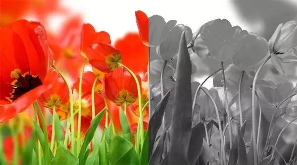 色盲患者眼里的世界是黑白的吗,色盲眼中的世界是不是真正的颜色