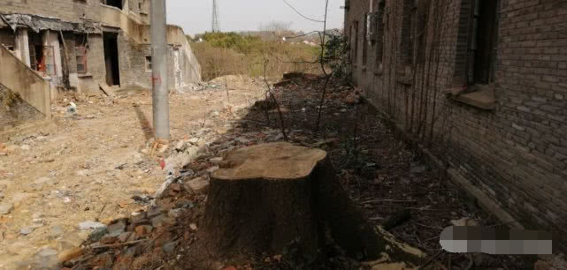 再访阿拉善,再访大理三塔