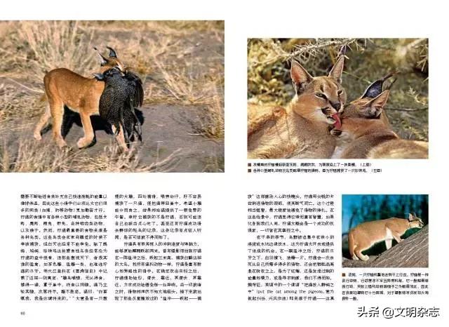 幽秘的长耳精灵——狞猫