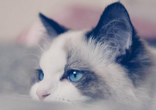 布偶猫价格一般是多少钱一只,布偶猫市场价多少钱一只