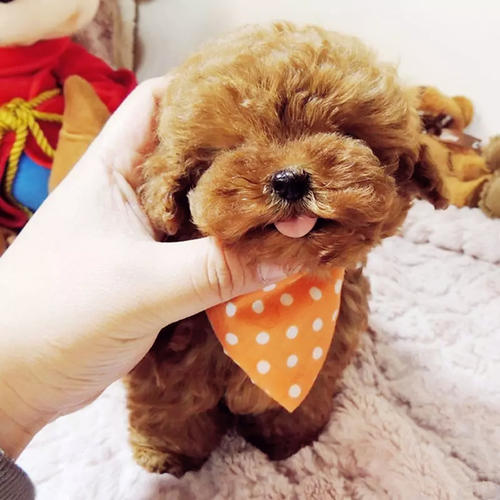 泰迪犯错该怎么惩罚她,泰迪犯错了怎么才能让它长教训