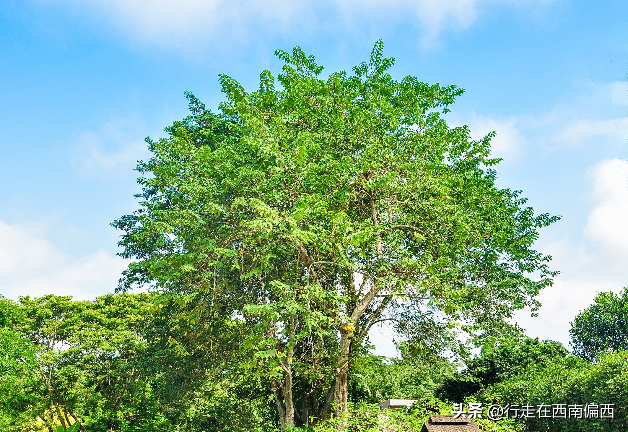 西双版纳五树六花中心,西双版纳五树六花地理位置