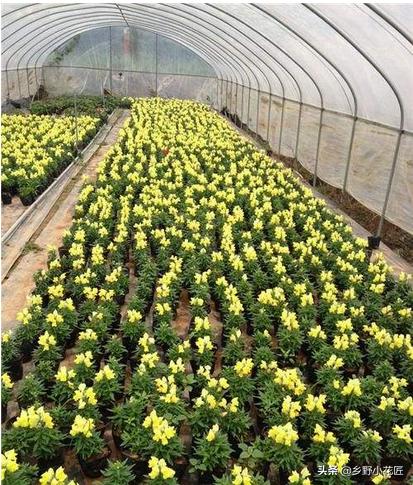 孔雀草播种时间和方法,孔雀草种子播种方法