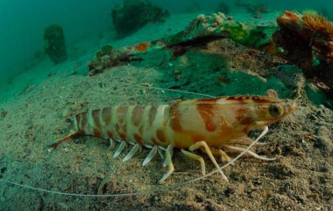 美国虎纹虾泛滥成灾,国外大鳌虾泛滥成灾