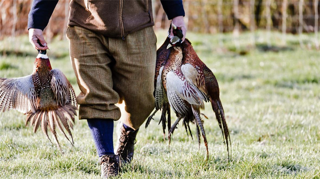英国野鸡泛滥成灾吗,英国6000万只野鸡泛滥