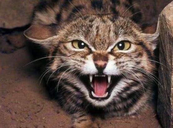 猫咪的十大坏习惯,猫咪十大常见病和预防方法