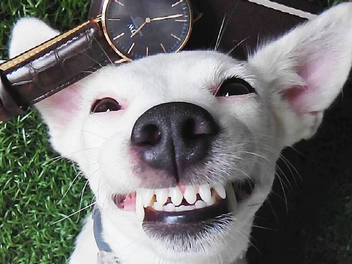 狗狗牙齿疾病怎么预防,狗狗换牙十大禁忌