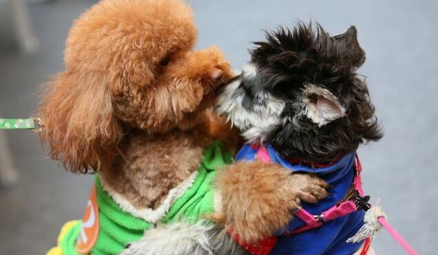 泰迪犬的优点和缺点有哪些,巨型泰迪犬有什么优点和缺点