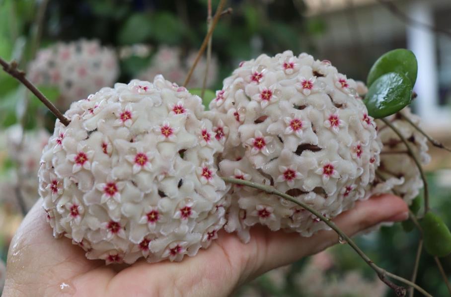 10种“吉利花”,“穷养”才能长大,越挤越壮实,越大越“旺家”