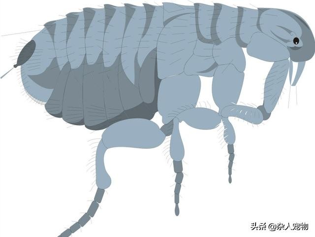 花露水可以驱猫猫身上的跳蚤吗,用什么给猫猫洗澡可以去掉跳蚤